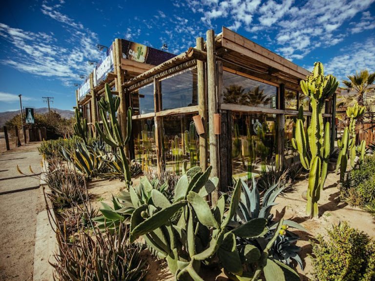 cerveza cactus craft beer 02 768x576